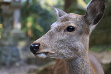 Nara Park in Nara Prefecture, Japan and the scenery of deer living in the park