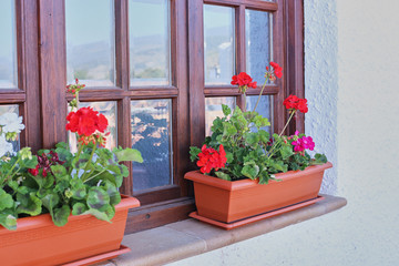 Red geranium in pots on the windowsill of the window with a wooden frame on the street