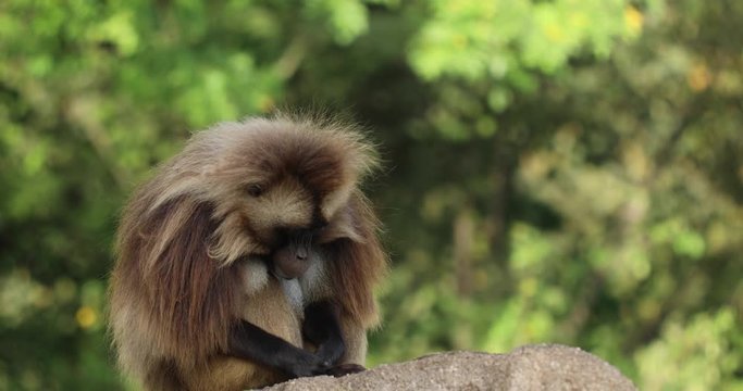 A large male Gelada Baboon (Theropithecus gelada) on a large stone keeping watch and grooming himself.