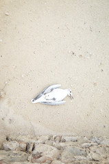 Pájaro blanco muerto sobre arena
