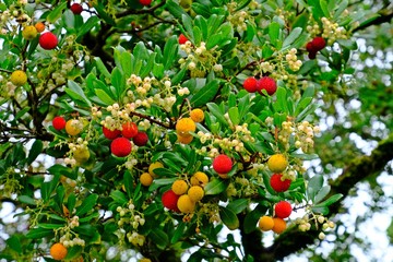 Arbutus unedo (Strawberry Tree) with red and orange fruits.