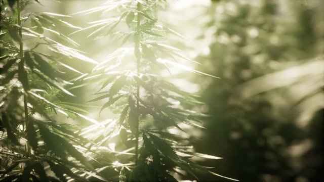 Thickets of marijuana plant on the field