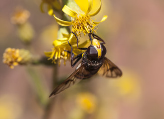 Volucella cf elegans hoverfly large diptero that imitates when flying to the hornets with which it...