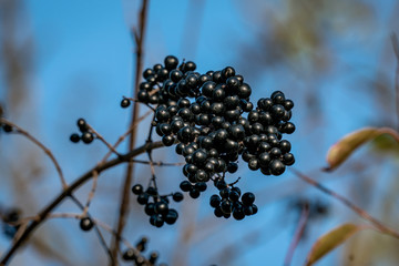 Detailed close up of a cluster of black berries on a branch