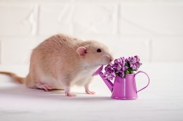 Light brown rat dambo with funny ears sits on a white background with a watering can with purple flowers, a concept for a spring or woman day