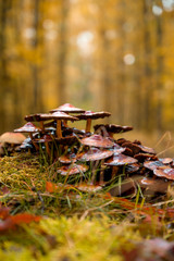 Obraz premium Pilzgruppe im Wald mit warmen Licht