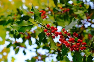 Holly bush with red berries (Holly, Ilex aquifolium) with green leaves background.