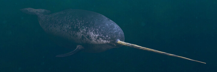 Narwhal, male Monodon monoceros swimming in the ocean © dottedyeti