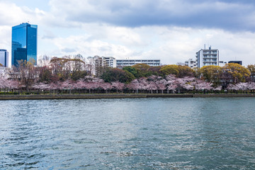 Spring Osaka city view (cherry blossoms on the opposite bank) from Okawa River.