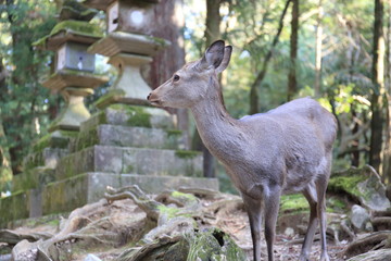 Naklejka na ściany i meble Nara Park in Nara Prefecture, Japan and the scenery of deer living in the park