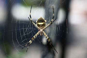 Argiope argentata or Silver Argiope Spider Close up