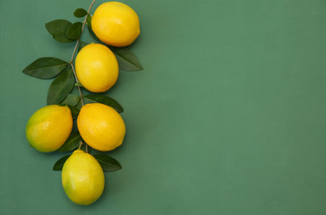 Juicy lemons on a branch with leaves on a green background. Organic fruits for a healthy diet. With copy space for text. Flat lay. Top view. 