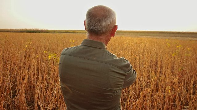 Rear view of senior farmer standing in soybean field examining crop at sunset. 