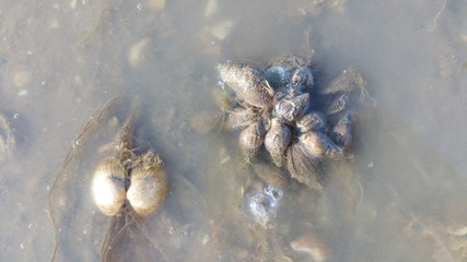 coquillage à marée basse