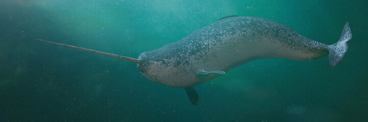 Narwhal, male Monodon monoceros swimming in the ocean © dottedyeti