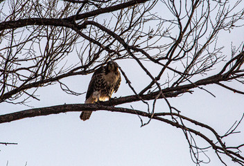 Red Tail Hawk in Tree