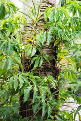 Palm tree trunk at subtropical Rainforest in Puerto Iguazu, Misiones Province, Argentina