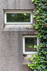 Fototapeta na wymiar 窓と蔦植物