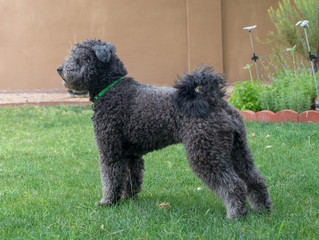 Hungarian Pumi Playing