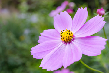 Obraz premium コスモスの花