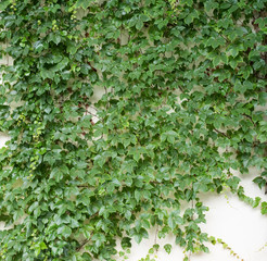 Obraz premium green ivy isolated on a white background.