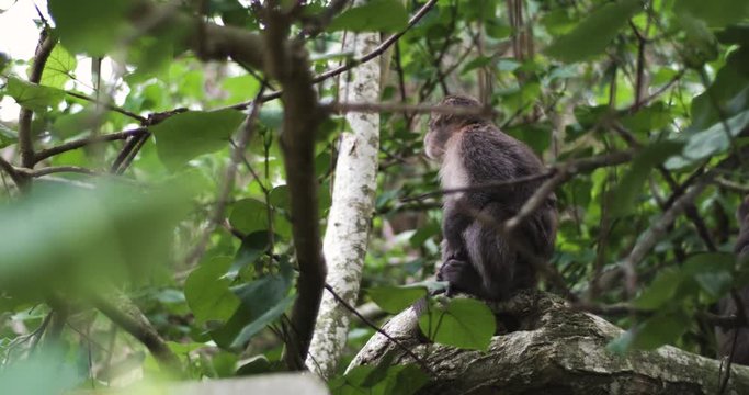 A monkey sitting in a tree and minding his own business. It is a formosan rock macaque and can be found in Shoushan, Kaohisung / Taiwan.