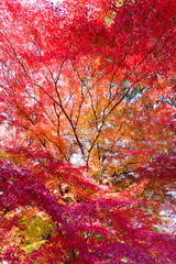 真紅の紅葉