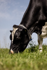 Cow eating grass in the field