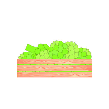 Artishock in wood box. Vegetarian food art design element stock vector illustration for web, for print, for grocery shop, restaurant cafe menu