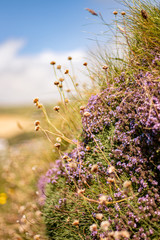 Small purple flowers on the background of a blue sky