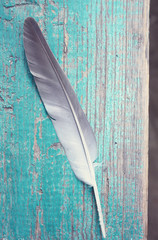 feather on a white background