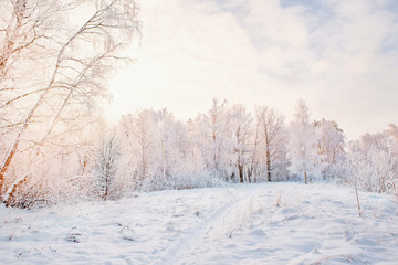 Beautiful winter Christmas landscape path leading to snow-covered trees at dawn. Seasonal features of winter