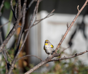 Birds of the Southwest Desert