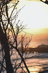 Winter tree sunset by a pier