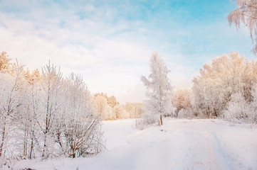 Obraz premium Winter Christmas picturesque background with copy space. Snowy landscape with trees covered with snow, outdoors
