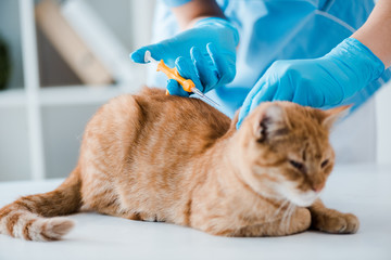 Partial view of veterinarian doing implantation of identification microchip to red tabby cat