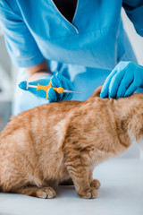 cropped view of veterinarian holding pet microchip syringe near red cat