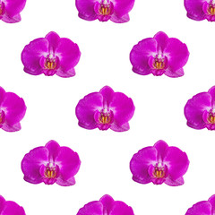 Fototapeta na wymiar Beautiful purple Orchid isolated on white background. Seamless texture