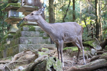 Nara Park in Nara Prefecture, Japan and the scenery of deer living in the park