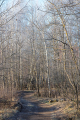 Vertical landscape of nature in late autumn. Leafless trees without foliage, frosty on trees, soft light of morning sun