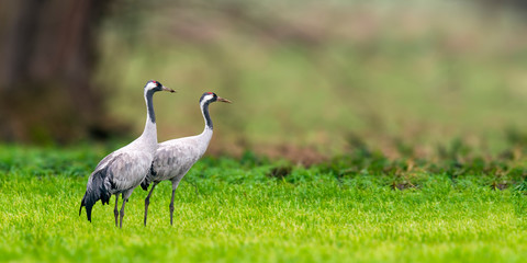 Fototapeta premium Cranes on green winter meadow