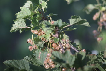 white currant berries and leaves an a branch