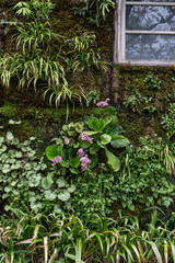 窓と茂る植物