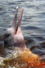 amazon river dolphin or Boto (Inia geoffrensis) - Rio Negro, Amazon, Brazil, South America