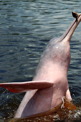 amazon river dolphin or Boto (Inia geoffrensis) - Rio Negro, Amazon, Brazil, South America