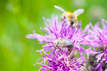 Pink flower with a bee. Delicate flower space outdoors closeup. Macro bee.