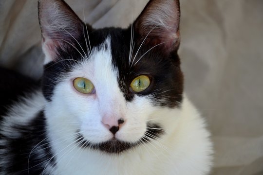 Chat
