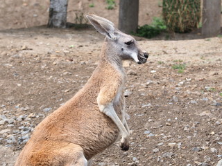 Kangourou