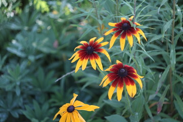 a group of orange-yellow flowers of rudbeckia in the garden