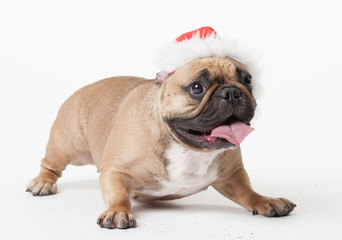 Animals. One beige french bulldog white isolated, Christmas hat